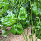 Wrinkled Spicy Pepper No.1 Seeds - Crisp Thin Skin, Large Fruit, High Yield, Quick Grow