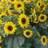 Chihuahua Sunflower Seeds - Dwarf, Rustic Charm for Pots & Landscapes