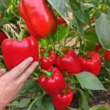 Red Bell Pepper Seeds - Premium Hybrid Red Variety, Compact Plant, Continuous Fruit Setting, High-Yield, Disease Resistant
