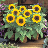 Bonsai Sunflower Seeds - Bright Single-Petal Flowers for Pots & Gardens