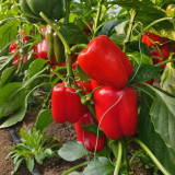 Red Bell Pepper Seeds - Premium Hybrid Red Variety, Compact Plant, Continuous Fruit Setting, High-Yield, Disease Resistant