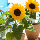 Bonsai Sunflower Seeds - Bright Single-Petal Flowers for Pots & Gardens