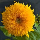 Giant Teddy Bear Sunflower Seeds - Ornamental, Edible, Cut Flower, Easy to Grow