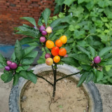 Ornamental Pepper Seeds - Colorful Edible Perennial Plant with Vitamin C, for Pots & Indoor Decor