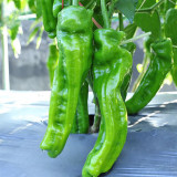 Crisp Thin-Skinned Chili Seeds - Wrinkled Emerald Green, Crisp & Spicy Flavor, High Production