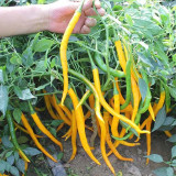 'Yellow La Mei' Long Chili Pepper Seeds - Vigorous Plants, Bright Yellow, Medium Spicy, High Adaptability