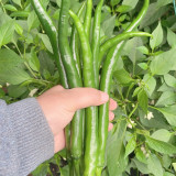 Hongtianxia String Pepper Seeds - Hybrid Variety, Long Pepper Seeds, Light Green Fruits, Crisp & Moderately Spicy