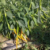 'Yellow La Mei' Long Chili Pepper Seeds - Vigorous Plants, Bright Yellow, Medium Spicy, High Adaptability