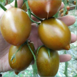 Purple Roman Tomato Seeds - Indeterminate, Cluster Harvest, Thick Skin, Greenhouse Adaptable