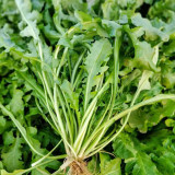 Broad-leaved Shepherd's Purse Seeds - Nutritious, Umami Flavor, Early Bolting, High Yield Variety for Fast Harvest