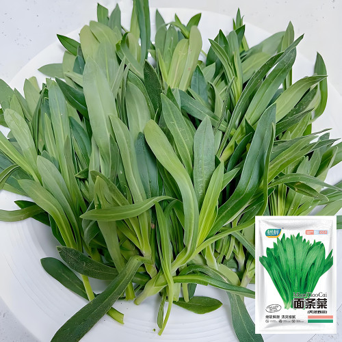 Noodle Vegetable Seeds (Silene conoidea) - Fast-Growing, Cold Tolerant for Steaming, Stir-Fry & Fresh Salads