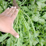 Broad-leaved Shepherd's Purse Seeds - Nutritious, Umami Flavor, Early Bolting, High Yield Variety for Fast Harvest