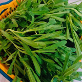 Noodle Vegetable Seeds (Silene conoidea) - Fast-Growing, Cold Tolerant for Steaming, Stir-Fry & Fresh Salads