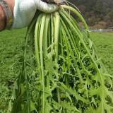 Small-leaved Potherb Mustard Seeds | High-Yield, Nutritious Greens, Late-Bolting Variety for Pickling, Stir-fries & Salads