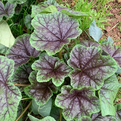Chinese Mallow Seeds - Nutritious, High Calcium, Cold-Tolerant for Cut-and-Come-Again Winter Greens