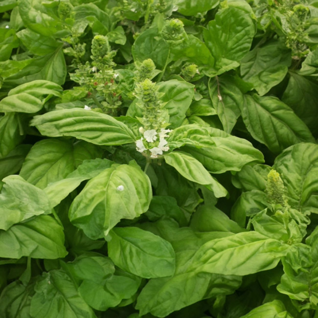 Giant Leaf Basil Seeds - Extra Large Aromatic Leaves for Culinary & Medicinal Use