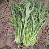 Small-leaved Potherb Mustard Seeds | High-Yield, Nutritious Greens, Late-Bolting Variety for Pickling, Stir-fries & Salads