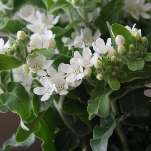 White Tweedia Seeds - Rare Pure White Southern Star Flower for Wedding Bouquets