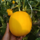 Hongyu Melon Seeds – High-Sugar Sweet Melon Variety with Orange Skin & Flesh