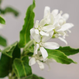 White Tweedia Seeds - Rare Pure White Southern Star Flower for Wedding Bouquets