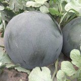 'Obsidian Sweet' Black Seedless Watermelon Seeds - Jet-Black Rind, Red Flesh