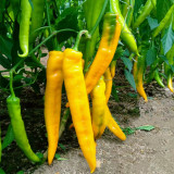 Golden Fragrant Horn Pepper Seeds: Golden Yellow & Mildly Spicy, F1 Hybrid, Vigorous Grower, Premium Quality.