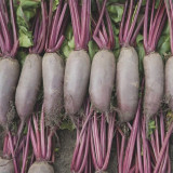 ALTO Long-shaped Red Garden Beet Seeds - Vigorous Growth & High Yield, Superior Flavor, for Processing & Fresh Eating