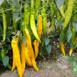 Golden Fragrant Horn Pepper Seeds: Golden Yellow & Mildly Spicy, F1 Hybrid, Vigorous Grower, Premium Quality.