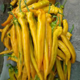 Golden Fragrant Horn Pepper Seeds: Golden Yellow & Mildly Spicy, F1 Hybrid, Vigorous Grower, Premium Quality.
