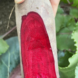 ALTO Long-shaped Red Garden Beet Seeds - Vigorous Growth & High Yield, Superior Flavor, for Processing & Fresh Eating