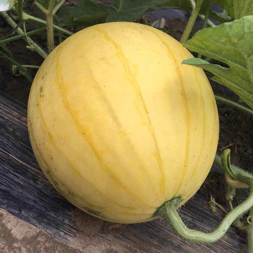 'Jinling 03 Golden' Watermelon Seeds - Round Shape, Tender Flesh, High Brix, 200 Premium Seeds