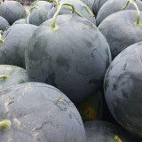 'Golden Obsidian' Seedless Watermelon Seeds - Black Rind, Yellow Flesh, High Sweetness