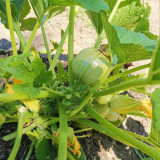Green Pearl Zucchini Seeds - Round, High Yield, Disease Resistant, Short Vine Type for Home Garden