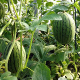 'Crimson Jewel' Watermelon Seeds -  Early Maturing, Red Flesh, Sweet, high-yielding, and ideal for greenhouse cultivation