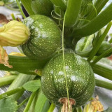 Black Pearl Zucchini Seeds - F1 Hybrid, Early-Maturing, High-Yield, Round Zucchini