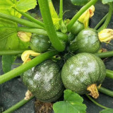 Black Pearl Zucchini Seeds - F1 Hybrid, Early-Maturing, High-Yield, Round Zucchini