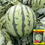 'Xia Shi No.1' Watermelon Seeds - Crisp Red Flesh, Sweet Melon, for Greenhouse and Open Field