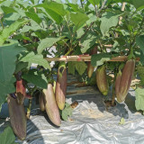 'Yu Zhusiqie 881' Hybrid Eggplant Seeds - Tender Sweet Flesh, High Market Value