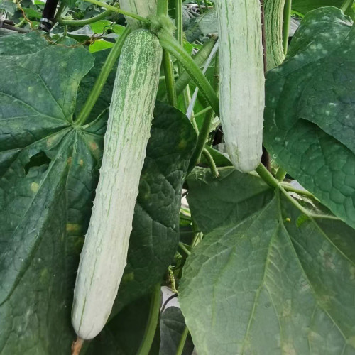 Yanbai No.7 White Cucumber - Early-maturing, High-yielding