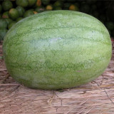 Yellow Flesh Watermelon Seeds - Sweet & Small Gifting Melon Variety for Home Garden
