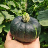 Green Beibei Pumpkin Seeds - Sweet Floury, Rich Aroma, High-Yield, Continuous Harvest