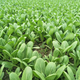 Shanghai Green - Baby Bok Choy Seeds, Quick Growing, Multiple Harvests, Balcony Garden