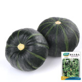 Green Beibei Pumpkin Seeds - Sweet Floury, Rich Aroma, High-Yield, Continuous Harvest