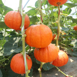 Golden Honey Pumpkin Seeds - F1 Hybrid, Sweet Mealy Flesh, Early-Maturing, High-Yield Variety, Edible & Ornamental Value