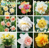 Narcissus Flower Seeds Mixed (Color: 3)