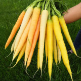 Rainbow Carrot Seeds - Colorful, Nutrient-Rich, Ideal for Home Garden