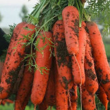 Five-Inch Ginseng Carrot Seeds - High-Yield, Disease Resistant, Vibrant Red Flesh & Minimal Cracking