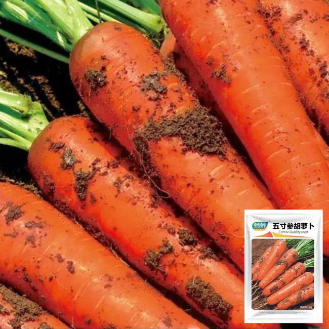 Five-Inch Ginseng Carrot Seeds - High-Yield, Disease Resistant, Vibrant Red Flesh & Minimal Cracking