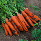 Five-Inch Ginseng Carrot Seeds - High-Yield, Disease Resistant, Vibrant Red Flesh & Minimal Cracking