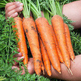 Traditional Five-Inch Carrot Seeds - High in Carotene, Disease Resistant, Easy to Grow